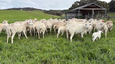 EWEs 1